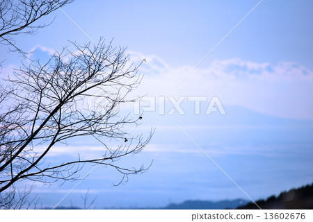 tree, wood, sky 13602676