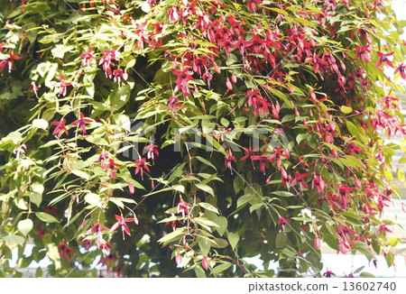 Fuchsia 06 Fuchsia 06 13602740