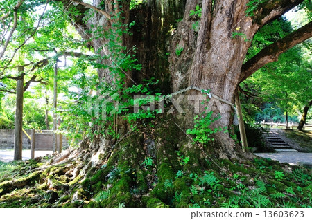Ginkgo biloba at Sapporoji 13603623