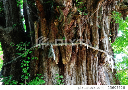 Ginkgo biloba at Sapporoji 13603626