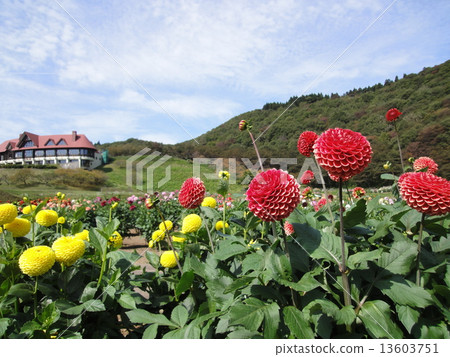 Dahlia and the blue sky 13603751