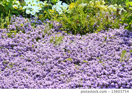 Spring flower bed 13603754