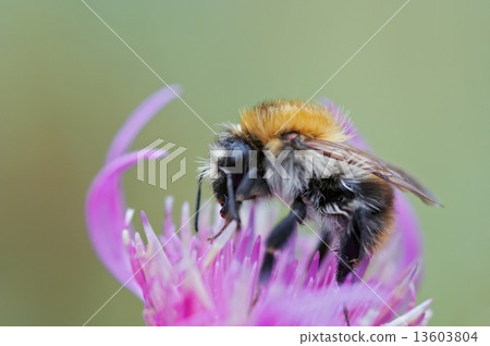 pollination 13603804