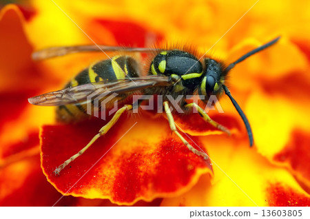 social wasp on the flower 13603805