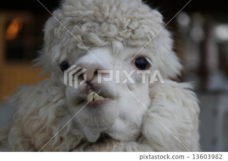 羊駝 羊駝 13603982