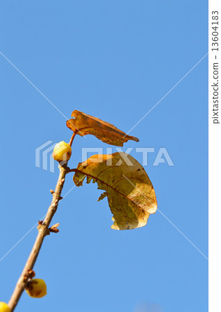 Rowbai (wax plum) 13604183