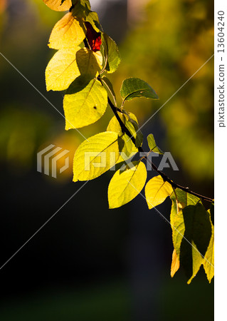 Fresh green leaves background Fresh green leaves background 13604240