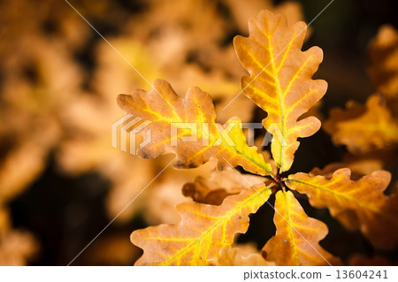 Autumnal leaves background 13604241