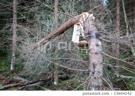 Storm broken tree Storm broken tree 13604242