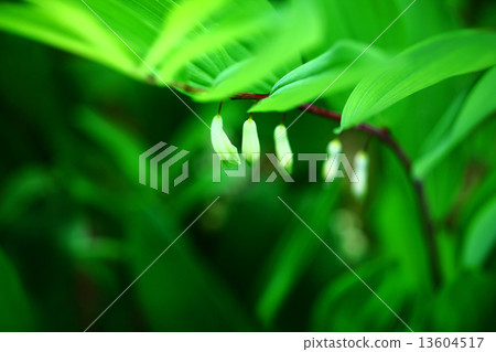 Flower of Amadokoro blooming in the forest 13604517