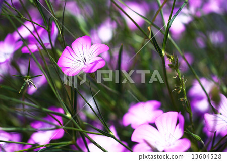 開花的Mugi Sen沒有 13604528