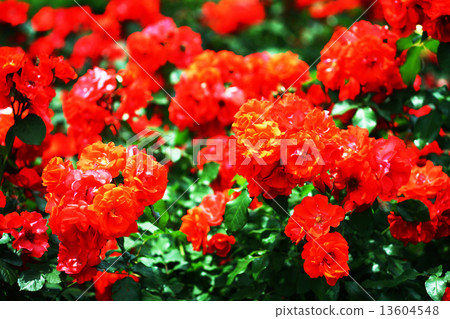 紅色紫羅蘭色玫瑰 紅色紫羅蘭色玫瑰 13604548