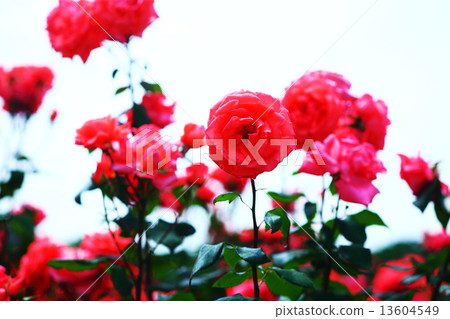 紅色紫羅蘭色玫瑰 紅色紫羅蘭色玫瑰 13604549