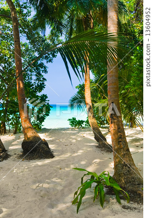Pathway to tropical beach 13604952