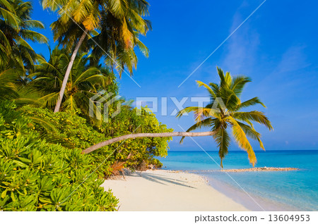 Bending palm tree on tropical beach Bending palm tree on tropical beach 13604953