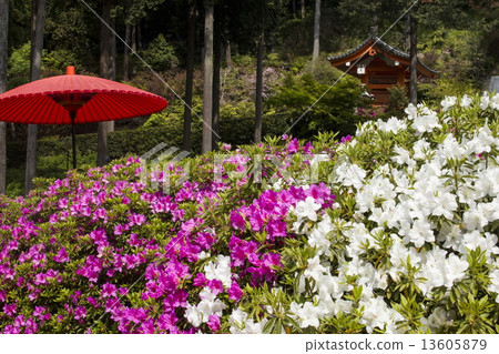Azalea of Mie Murotoji 13605879
