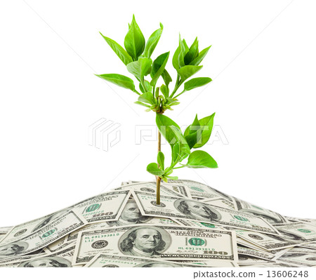 Money and plant 13606248