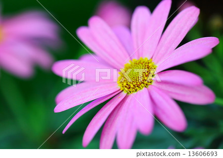 Margaret Lovely Friend 13606693