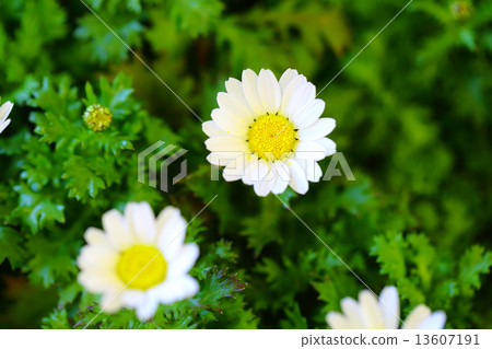 North pole 13607191