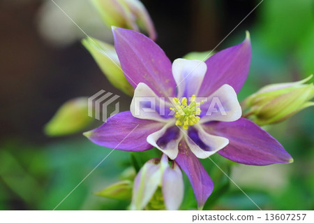 Odamaki Odamaki 13607257