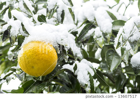 Summer snowing Summer orange fruit 13607517