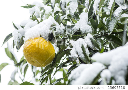 Summer snowing Summer orange fruit 13607518