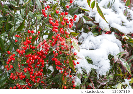Snowy southern fruit 13607519