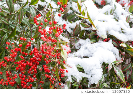 Snowy southern fruit Snowy southern fruit 13607520