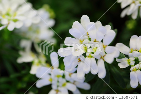 Teru Iberis 13607571