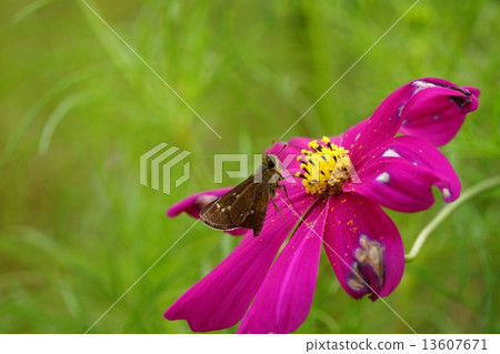 Hemp butterflies　 13607671