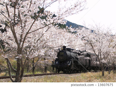 Steam locomotive going on cherry-blossom tunnel 13607675