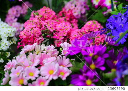 早春的花朵 13607690