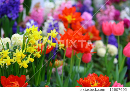 Early spring flowers 13607693