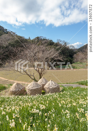 Scenery of Narcissus and satoyama 13607872