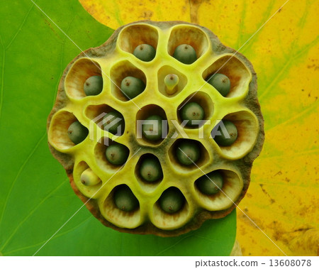 Lotus seed Lotus seed 13608078