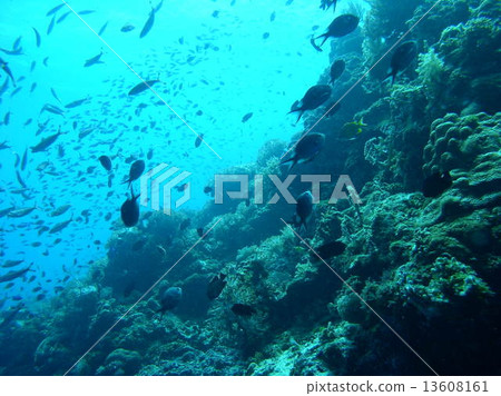 Lots of tropical fish 13608161