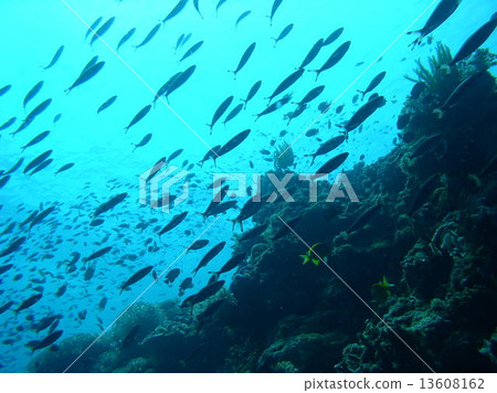 Lots of tropical fish Lots of tropical fish 13608162