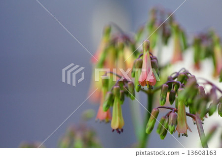 Hakarami（kobara草）花 13608163