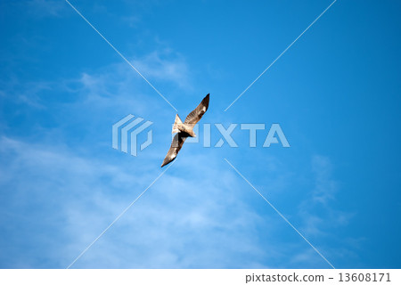 和服飛翔藍天的和服 和服飛翔藍天的和服 13608171