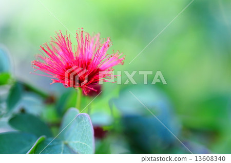 Kali Andorra Kali Andorra 13608340