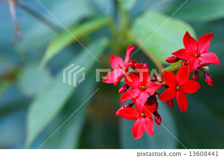 麻風樹·哈斯塔(佐藤彥) 麻風樹·哈斯塔(佐藤彥) 13608441