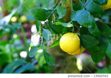 grapefruit grapefruit 13608562