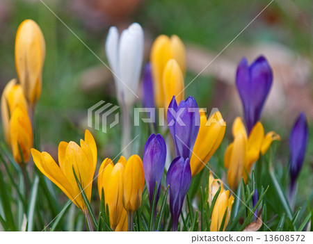 spring crocuses 13608572