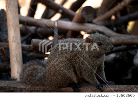 Picture of Taiwanese squirrels small animal 13608600
