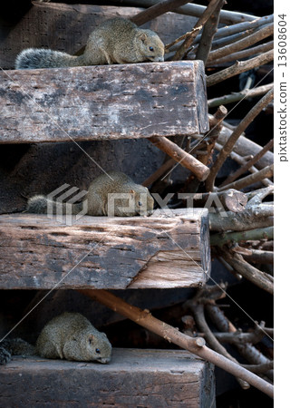 Picture of Taiwanese squirrels small animal 13608604