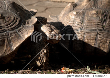 Giant tortoise 13608646