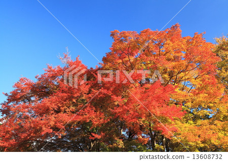 Seitakuji Temple of Origin的秋天 13608732