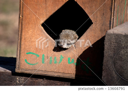 Picture of Taiwanese squirrels small animal 13608791