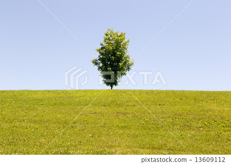 One beautiful tree One beautiful tree 13609112