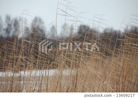 winter wind 13609217